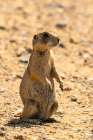USA, Colorado, Arapaho National Wildlife Refuge. White-tailed prairie dog  close-up. Art Print